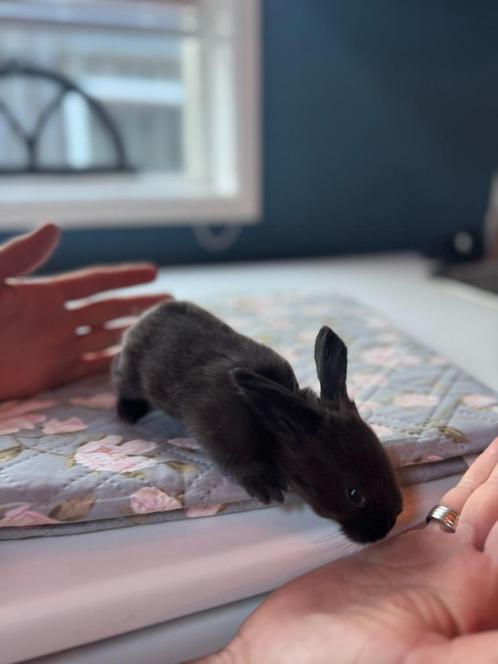 Jonge duitse reuzen Blue Sable/Vienna Gen, Dieren en Toebehoren, Konijnen, Groot, Meerdere dieren, 0 tot 2 jaar