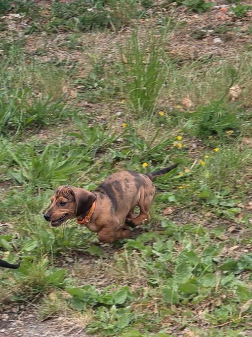 Teckel pupje, teefje, Dieren en Toebehoren, Honden | Teckels en Dashonden, Teef, Korthaar, Kaninchen, Particulier, Eén hond, België