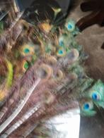 Grote verzameling fazanten en pauwenveren, Dieren en Toebehoren, Meerdere dieren, Tropenvogel