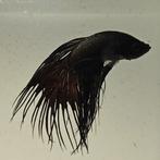 Betta splendens man 29, Vis