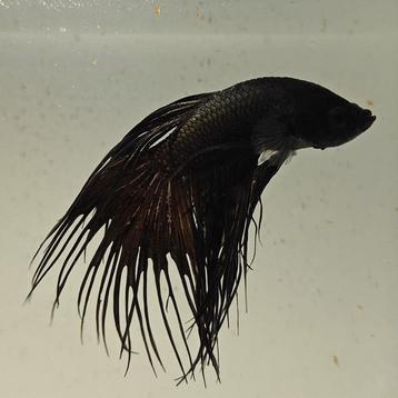 Betta splendens man 29 beschikbaar voor biedingen