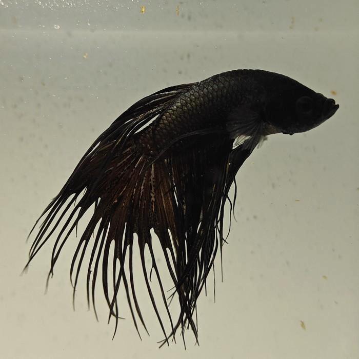 Betta splendens man 29, Dieren en Toebehoren, Vissen | Aquariumvissen, Vis