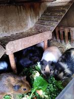 Cavia zeugjes (jong en volwassen), Dieren en Toebehoren, Knaagdieren, Cavia, Augustus, Vrouwelijk, Tam
