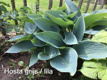 Hosta grijs blad, lila bloem