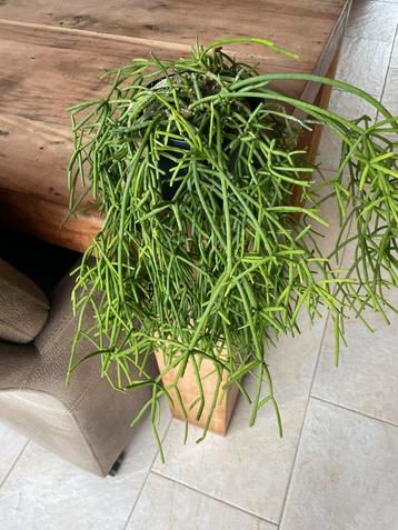 Mooie, makkelijke hangplant  ( Ripsalis) in zwarte pot beschikbaar voor biedingen