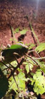 Grootste blad sprinkhaan ter wereld Siliquofera grandis, Amfibie