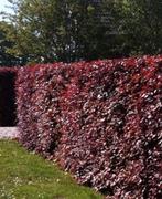 Rode beuk Fagus Sylvatica ‘Purpurea🍁 in pot, Ophalen, Beukenhaag