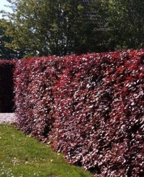 Rode beuk Fagus Sylvatica ‘Purpurea🍁 in pot, Tuin en Terras, Planten | Struiken en Hagen, Beukenhaag, Ophalen