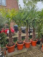 Palmbomen stam 70cm - 200cm hoog - 170 euro, Tuin en Terras, Planten | Bomen, Volle zon, Ophalen of Verzenden, 100 tot 250 cm