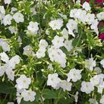 Vlambloem wit., Tuin en Terras, Ophalen of Verzenden, Najaar, Halfschaduw, Bloembol