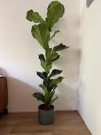Ficus lyrata met pot. 170cm hoog, Ophalen, Ficus, Halfschaduw, 150 tot 200 cm