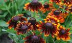 Rudbeckia toto rustic hirta (Zonnehoed) P9, Volle zon, Vaste plant, Zomer, Ophalen