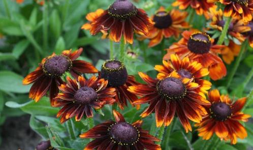 Rudbeckia toto rustic hirta (Zonnehoed) P9, Tuin en Terras, Planten | Tuinplanten, Vaste plant, Overige soorten, Volle zon, Zomer