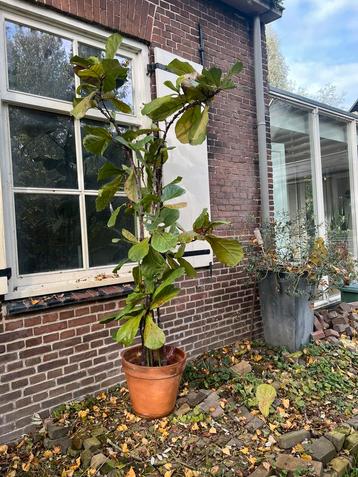 Mooie grote kamerplant beschikbaar voor biedingen