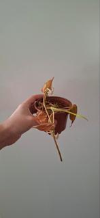 Philodendron micans variegata,  2 stekken, Ophalen