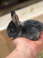 Duitse reus black en tan ( otter), Dieren en Toebehoren, Konijnen, Meerdere dieren, Groot, 0 tot 2 jaar