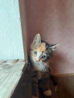 Ik ben lieve Holly ik ben 9 weken jong ik ben een mixje, Dieren en Toebehoren, Katten en Kittens | Overige Katten, Poes