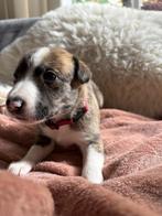 Border Collie X Whippet Pups – gezinsvriendelijk!, Dieren en Toebehoren, Rabiës (hondsdolheid), Overige rassen, 8 tot 15 weken
