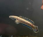 Slangenkopvis Channa Bipulis, Vis