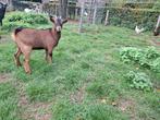 Te koop 2 super mooie jonge geiten, Dieren en Toebehoren, Schapen, Geiten en Varkens, Vrouwelijk, Geit, 0 tot 2 jaar