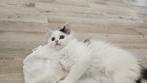 Perzische katten te koop, Dieren en Toebehoren, 0 tot 2 jaar