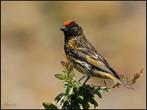 Gezocht koppel rood voorhoofdkanarie, Dieren en Toebehoren, Vogels | Overige Vogels, Meerdere dieren, Tropenvogel