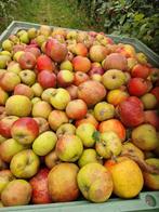 Goudreinet appels voor sap of cider etc etc €0,25 per kilo, Ophalen