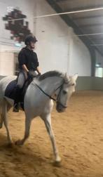 Verzorgpony gezocht /bijrijder aangeboden., Dieren en Toebehoren, Paarden en Pony's | Verzorgingsproducten, Ophalen of Verzenden