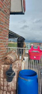 Aan geboden zeer mooie oudduitse  dek reu, Dieren en Toebehoren, Honden | Dekreuen, CDV (hondenziekte), Particulier, 3 tot 5 jaar