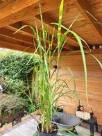 Tijgergras, Tuin en Terras, Planten | Tuinplanten, Ophalen, Zomer, Overige soorten, Volle zon