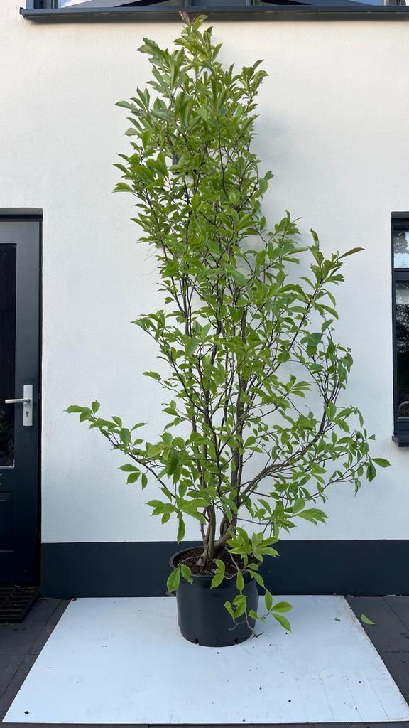 Magnolia Susan - Prachtige Sierboom, Ophalen, Lente, Volle zon, Overige soorten