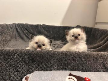 Raszuivere ragdoll kittens beschikbaar voor biedingen