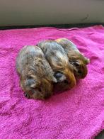 3 beertjes, Dieren en Toebehoren, Knaagdieren, Mannelijk, Cavia, Na 1 juli 2024, Tam