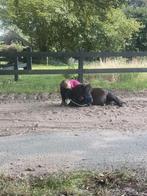 Verzorg pony gezocht, Dieren en Toebehoren, Stalling en Weidegang