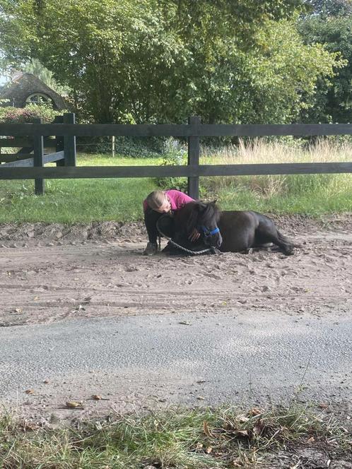 Verzorg pony gezocht, Dieren en Toebehoren, Stalling en Weidegang