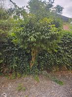 Meerstammige Osmanthus fragrans te koop!, Ophalen, Herfst, Halfschaduw, Overige soorten
