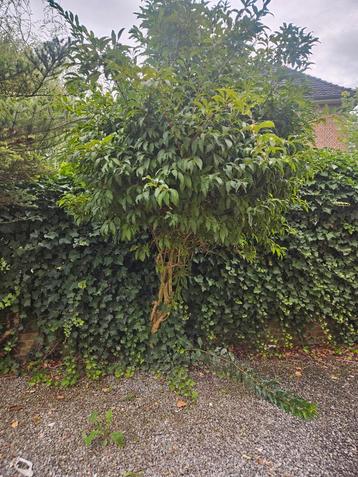 Meerstammige Osmanthus fragrans te koop! beschikbaar voor biedingen