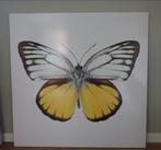 Gele Vlinder Fotoprint op houten frame 150x150cm, Ophalen, 125 cm of meer, Zo goed als nieuw, Schilderij