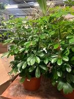 Schefflera compacta – compacte, volle kamerplant van 60 cm