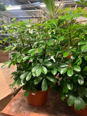 Schefflera compacta – compacte, volle kamerplant van 60 cm beschikbaar voor biedingen