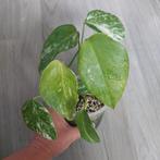 2x monstera albo variegata wetsticks, Huis en Inrichting, Kamerplanten, Ophalen of Verzenden, Overige soorten, Minder dan 100 cm