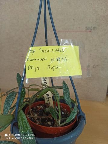 Hoya Sigilatis in gratis hangpot 7 nummer H1236 beschikbaar voor biedingen