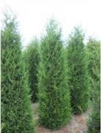 Cup Leylandii, Ophalen, Overige soorten, Minder dan 100 cm