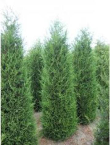 Cup Leylandii beschikbaar voor biedingen