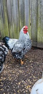 Wyandotte kriel haan, Dieren en Toebehoren, Pluimvee, Mannelijk, Kip