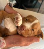 De allerliefste Nova Scotia Duck Tolling Retriever pups!, Dieren en Toebehoren, Rabiës (hondsdolheid), Overige rassen, 8 tot 15 weken