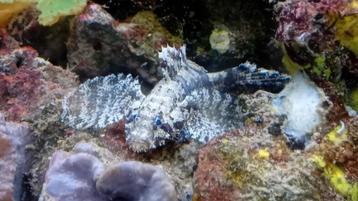 Hasselts Goby, Callogobius hasseltii

 beschikbaar voor biedingen