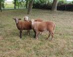 Gezocht ruischapen, Dieren en Toebehoren, Schapen, Geiten en Varkens, Vrouwelijk, Schaap