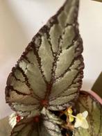 Bladbegonia Rex  kamerplant, Ophalen, Overige soorten, Minder dan 100 cm