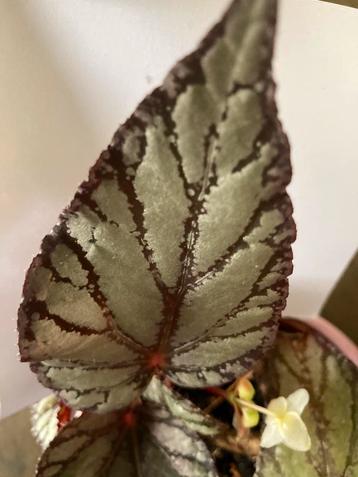 Bladbegonia Rex  kamerplant beschikbaar voor biedingen